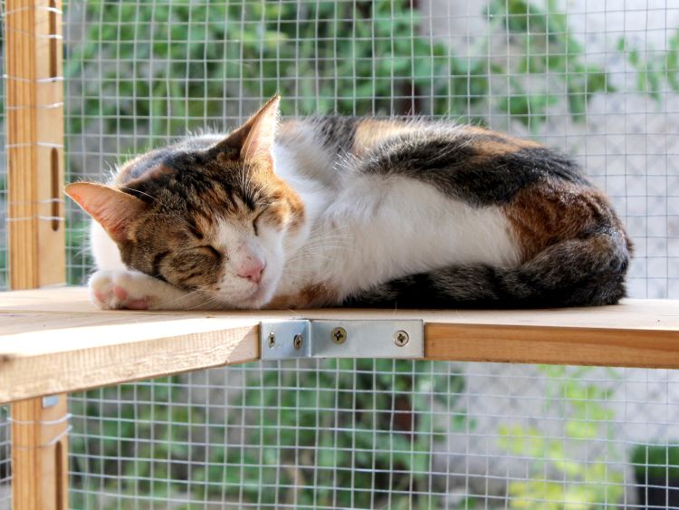 Catio Builder Camas Wa